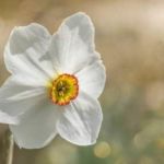 Narzisse Duftgarten