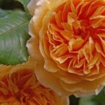 duftende Rose