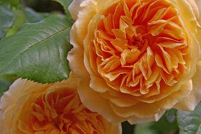 duftende Rose Rosengarten Duftpflanzen flaechenlust gartenblog
