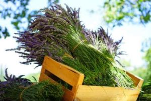 Lavendel Duft im Garten