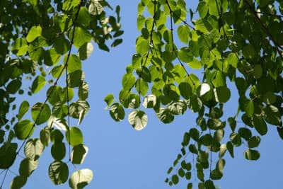 Lebkuchenbaum duftendes Blatt Gartengestaltung