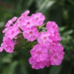 Phlox Duftbeet