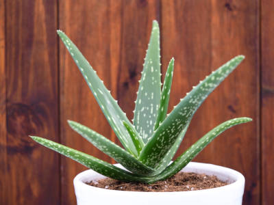 naturkosmetik aloe vera gartenblog flaechenlust