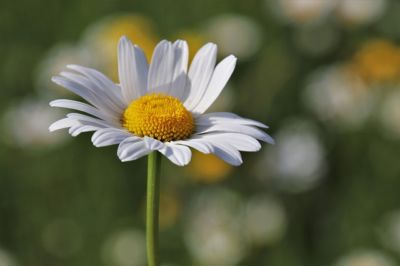 kamille naturkosmetik