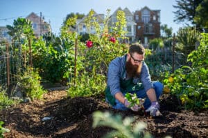 gartenberatung gemüsegarten urban gardening