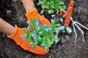 Pflanzplan Garten Gartenplanung