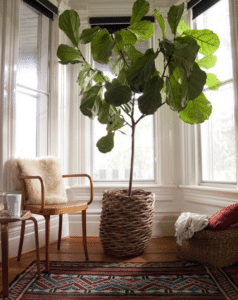 geigenfeige zimmerbaum indoor garten