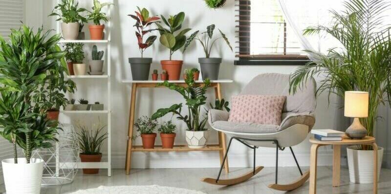 indoor garten zimmerpflanzen
