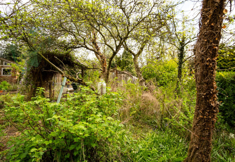 alter garten ungepflegt