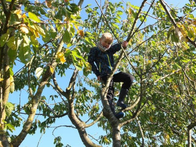 obstbaum gartenplanung neugestaltung garten gartenblog flaechenlust