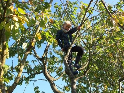 obstbaum garten umgestalten
