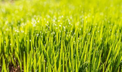 rasentipps für den garten im juni gartenblog flaechenlust