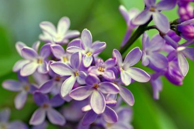 garten im juni flieder schneiden