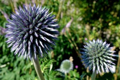 Stauden im Garten im Juni