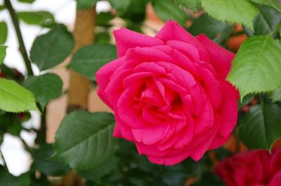 rosen garten im juni