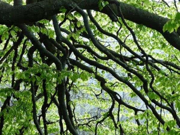 schattengarten dschungel waldgarten