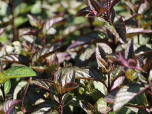 Schokoladen Minze Balkongarten