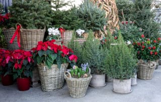 winterpflanzen balkon gartentipps