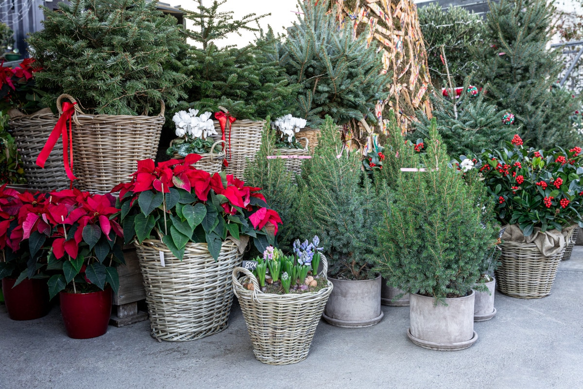 4 Tipps zu Winterpflanzen am Balkon Flaechenlust Gartenblog