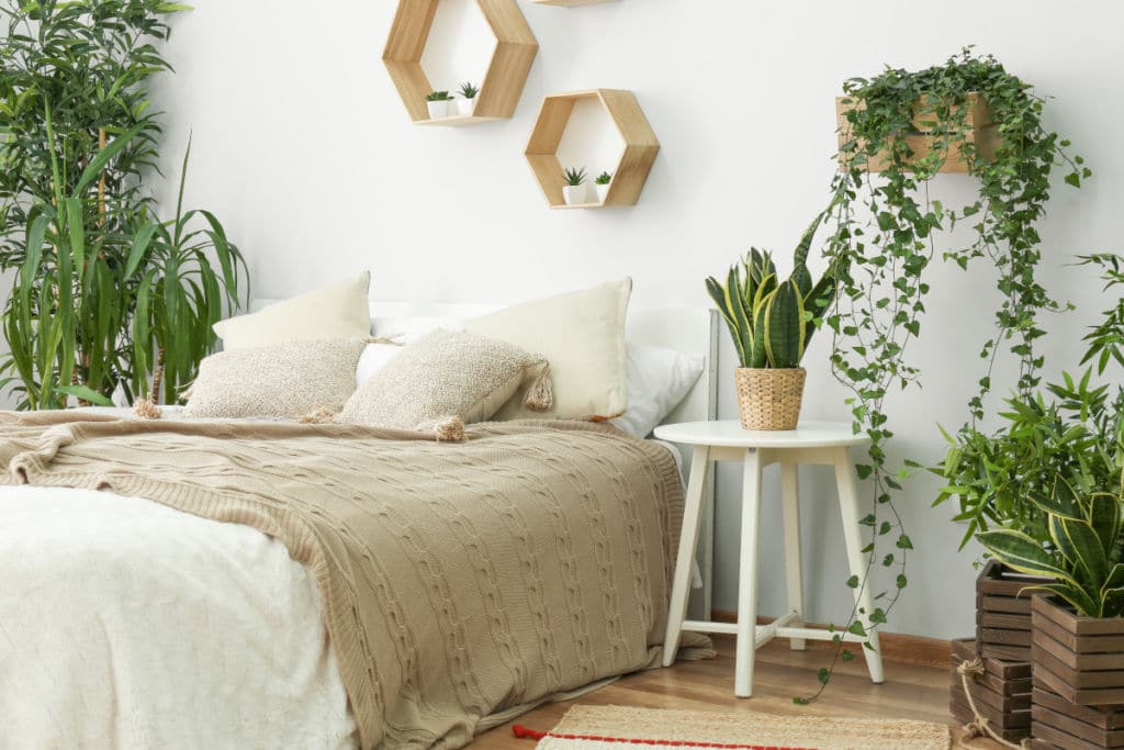 6 Zimmerpflanzen fr das Schlafzimmer | Flaechenlust Gartenblog