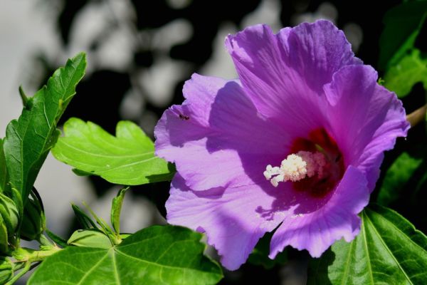 Balkonpflanzen Hibiskus