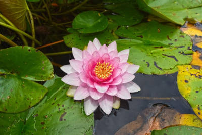 seerose miniteich dachterrasse wasserspiel