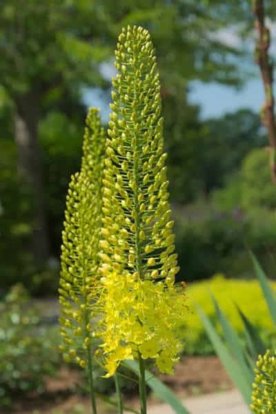 steppenkerze eremurus gartenpflanzen steppengarten flaechenlust