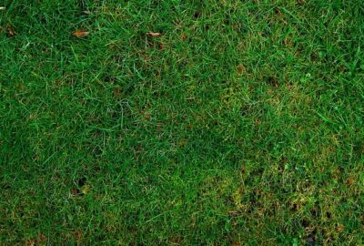 rasenpflege herbst gartenarbeit