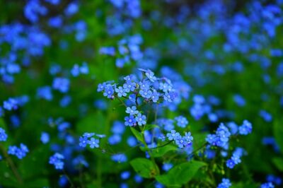 Staudenpflege Gartenarbeit Herbst