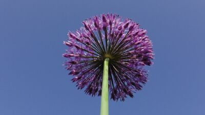 zwiebelblumen herbstarbeiten garten