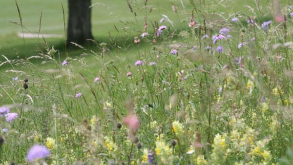 Biodiversität Giardina Gartenmesse 2023