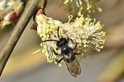 Nützlingshotel Insektenhotel Sandbiene Nützlinge im Garten