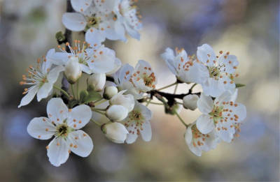 februar gartentipp gartenblog obstbaumschnitt