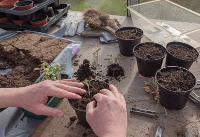 Gemüsepflanzen vorziehen gartentipp Februar