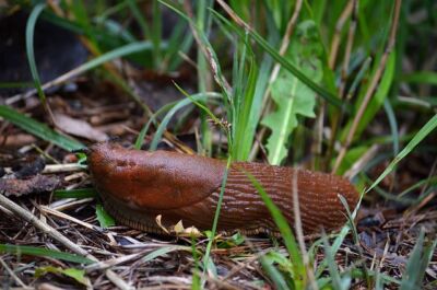 Schneckenplage Garten Tipps