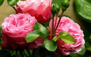 duftgarten rosengarten gartenplanung flaechenlust gartenblog