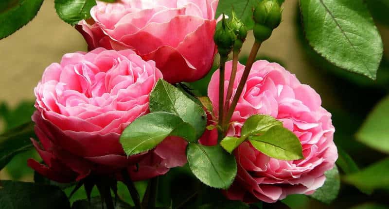 duftgarten rosengarten gartenplanung flaechenlust gartenblog