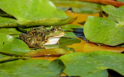 biotop wassergarten frosch naturgarten gartengestaltung flaechenlust