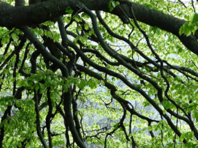 schattengarten für heiße Tage gartengestaltung flaechenlust