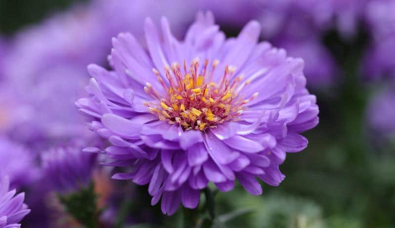 gartentipps september gartengestaltung gartenblog flaechenlust