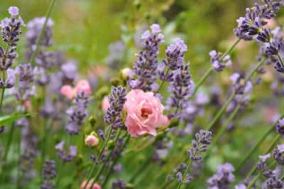 september beetplanung rosenbeet gartentipps flaechenlust