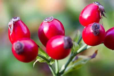 hagebutten erntezeit hausgarten gartengestaltung