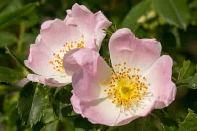 Hundsrose Rosa canina Flaechenlust gartenblog