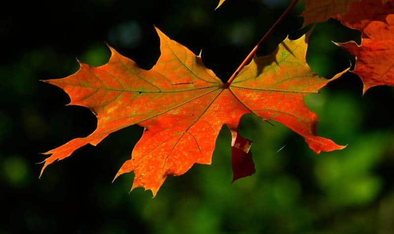 gartenarbeit im herbst