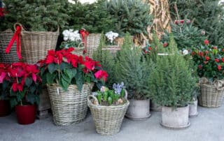 winterpflanzen balkon gartentipps