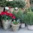 winterpflanzen balkon gartentipps