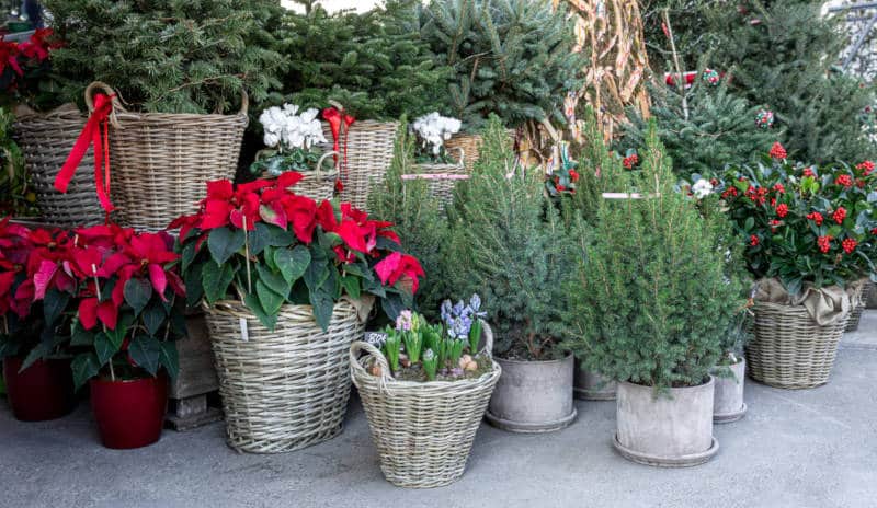 winterpflanzen balkon gartentipps