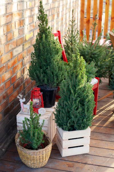 Zwerg Nadelpflanzen für den Winter am Balkon