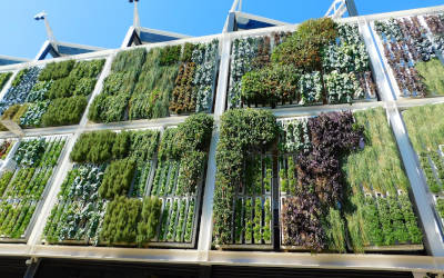 fassadenbegrünung vertikaler garten wandbegrünung flaechenlust gartenblog