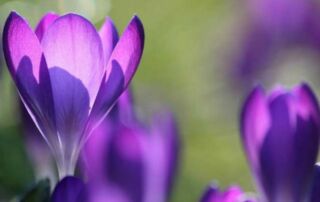flaechenlust gartenblog gartentipps februar